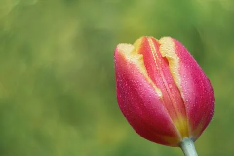Tulip Stock Photos