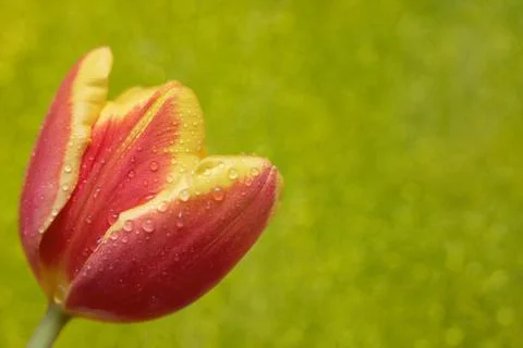 Tulip Stock Photos