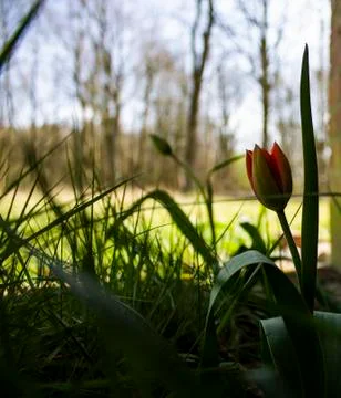 Tulip Foto stock