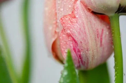 Tulip Stock Photos