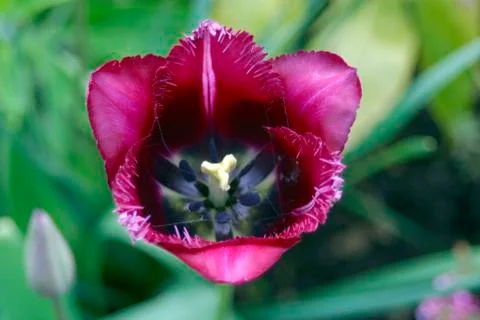 Tulip Stock Photos