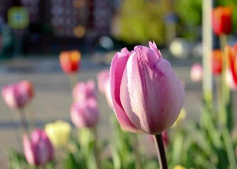Tulip Stock Photos