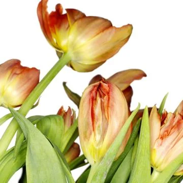 Tulip Stock Photos