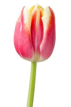 Tulip Stock Photos
