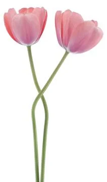 Tulip Stock Photos