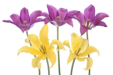 Tulip Foto stock