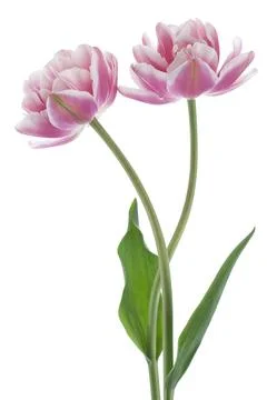Tulip Stock Photos