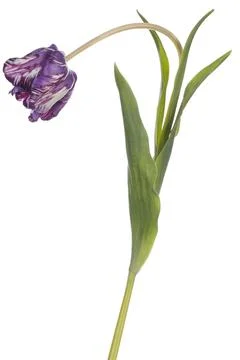 Tulip Stock Photos