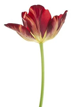 Tulip Stock Photos