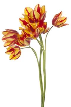 Tulip Foto stock
