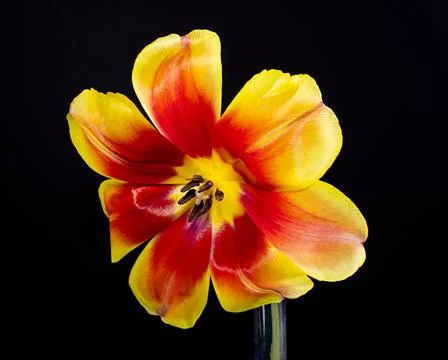 Tulip Stock Photos