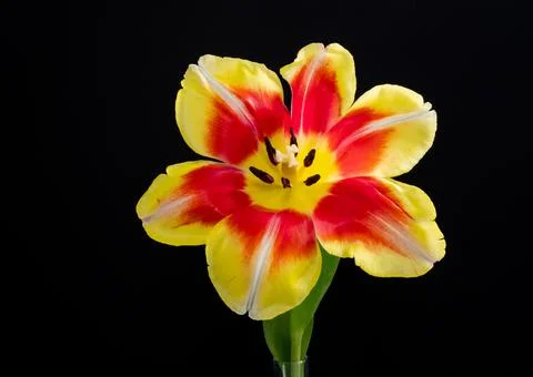 Tulip Stock Photos