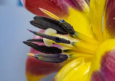 Tulip Stock Photos