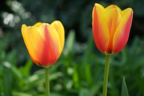 Tulip Stock Photos