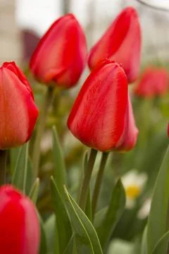 Tulip  Stock Photos
