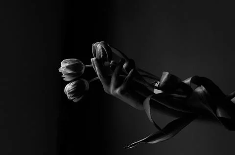 The tulip Stockfoto's