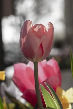 Tulip Stock Photos