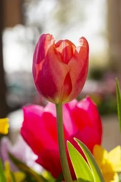Tulip Stock Photos