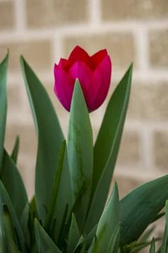 Tulip Foto stock