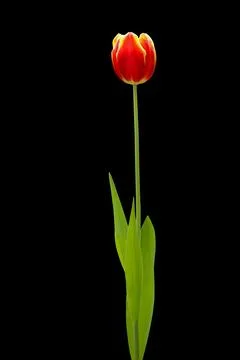 Tulip Stock Photos