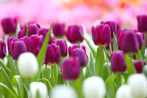 Tulip Stock-Fotos