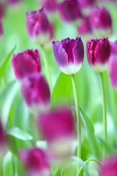 Tulip Stock Photos