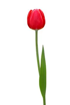 Tulip Foto stock