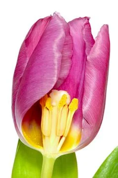 Tulip Stock Photos