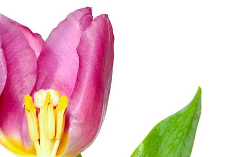 Tulip Stock Photos