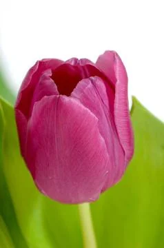 Tulip Stock Photos