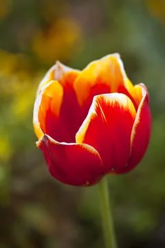 Tulip Stock Photos