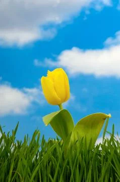 Tulip Stock Photos