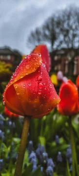 Tulip Stock Photos