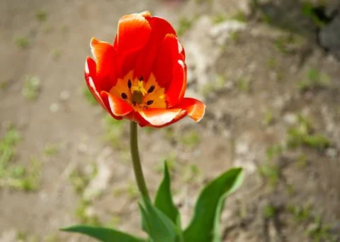 Tulip Stockfoto's