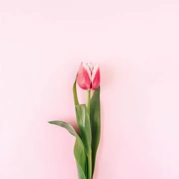 Tulip on pink background Stock Photos