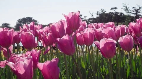 Tulip in pink swaying in wind Stock Footage 74814599