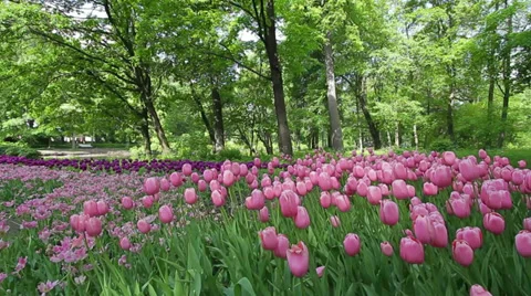 Tulip plantations Stock Footage 35520122