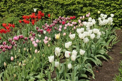 Tulip Plants. Stock Photos