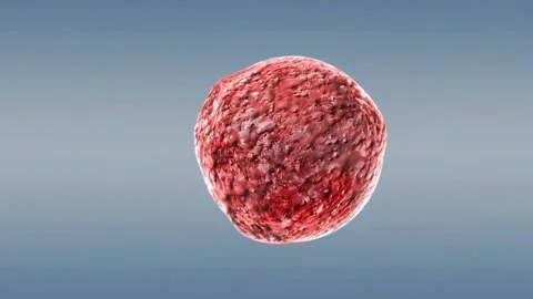 Tulip pollen Stock Footage 291398251