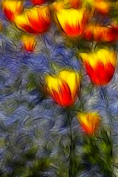 The tulip postcard Stock Photos