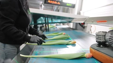 Tulip processing at a flower facility shows careful handling and quality control Stock Footage 312075465