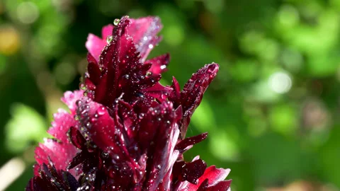 Tulip Purple Close up in the Wind Stock Footage 130438323