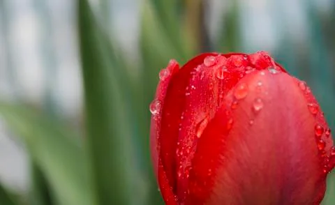Tulip with rain drops close up Stock Photos