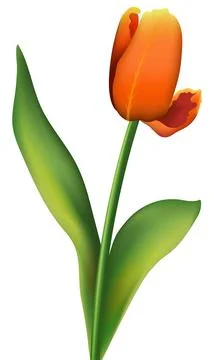 Tulip. Realistic vector flower with a green stem and orange petals on a whi.. Illustrazione stock