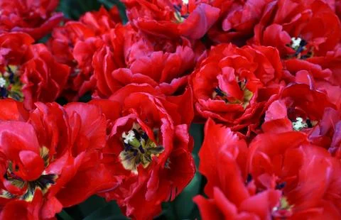 Tulip red background Stock Photos