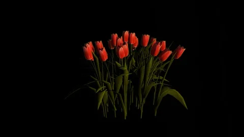 Tulip Red Grouped Flowers Stock Footage 88435498