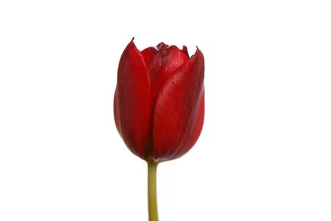 Tulip in red Stock Photos