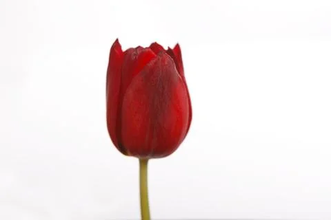Tulip in red Stock Photos