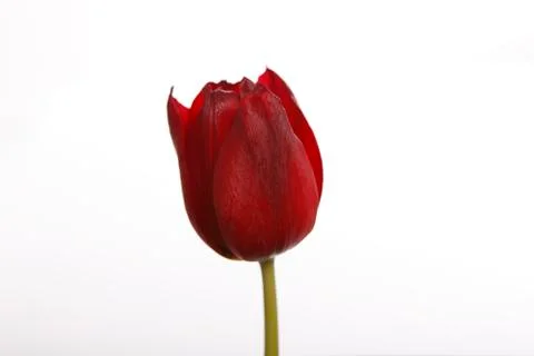 Tulip in red Stock Photos
