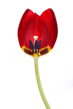 Tulip in red Stock Photos